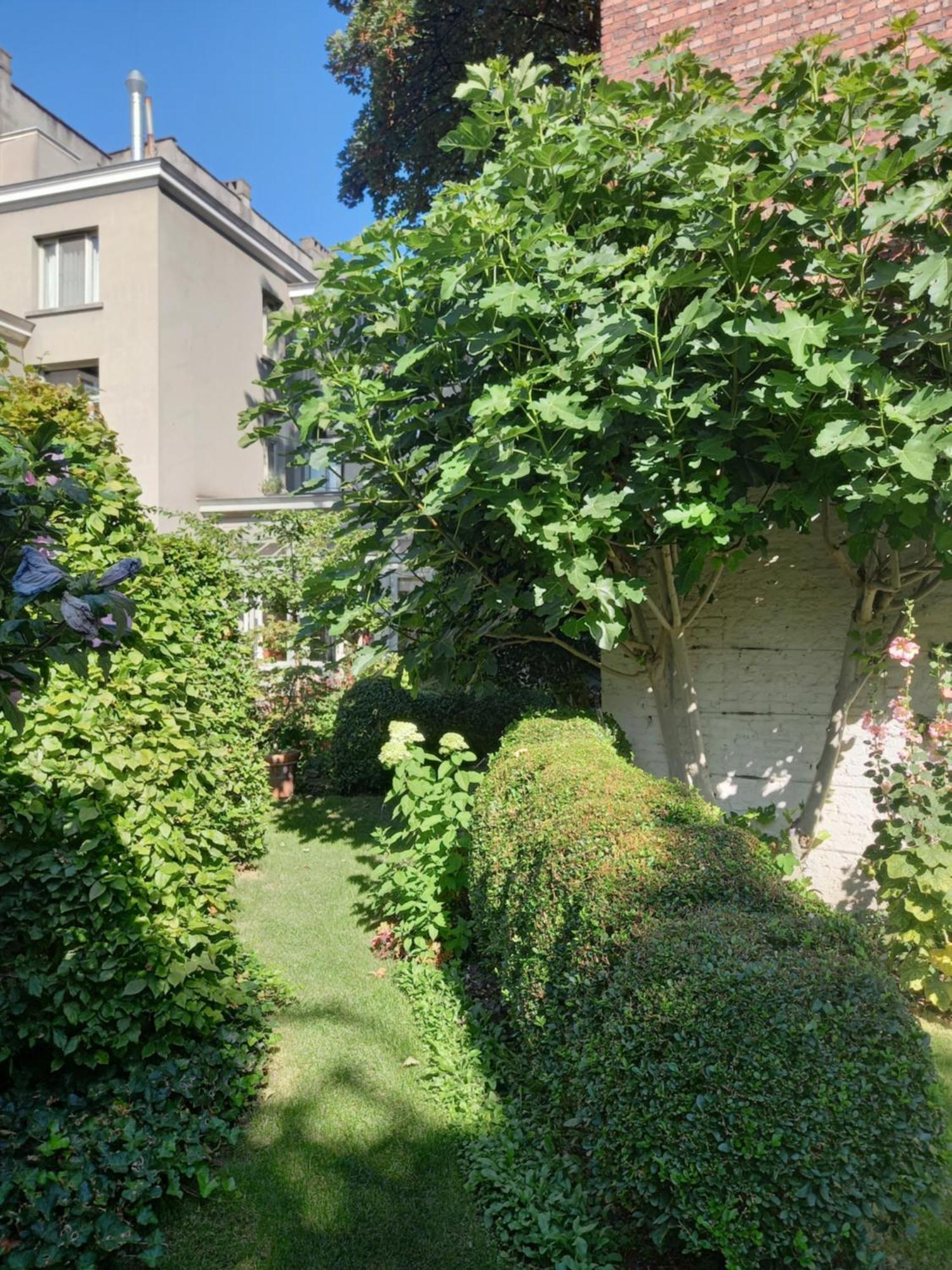 Dujardin Antuérpia